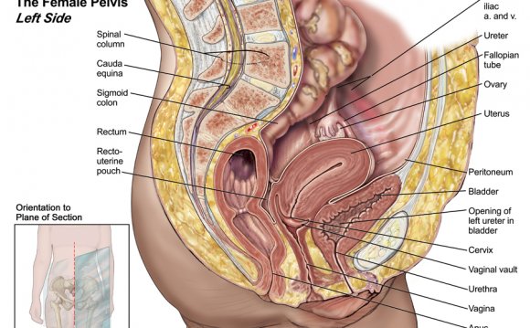 Pelvic Ultrasound anatomy