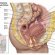 Diagnostic Medical Sonography Education