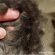 Vet Solutions Universal Medicated Shampoo