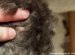 Vet Solutions Universal Medicated Shampoo
