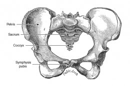 Symphysis_Pubis