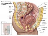 Diagnostic Medical Sonography Education