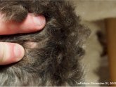 Vet Solutions Universal Medicated Shampoo