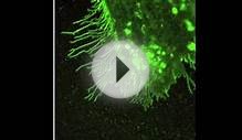 Stem Cell Connectivity {Duke University Research}